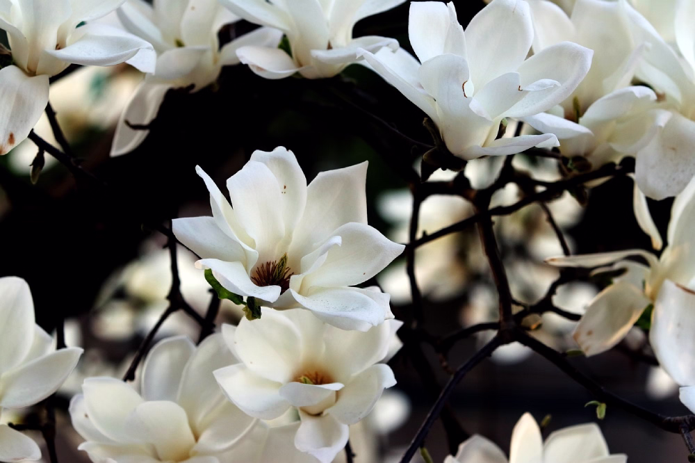 Drzewa ozdobne - Magnolia