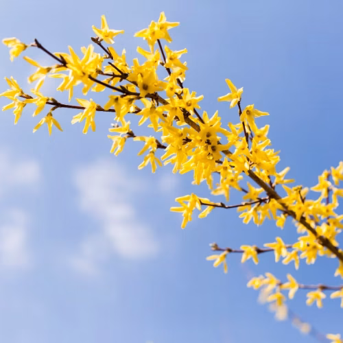 Forsycja 'Lynwood'